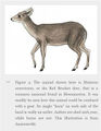 Mazama americana deer similar to goat.jpg