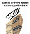 Hand.wing.comparison.1a.jpg