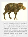 Platygonus extinct peccary mesoamerica looks like pig.jpg